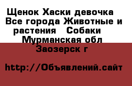 Щенок Хаски девочка - Все города Животные и растения » Собаки   . Мурманская обл.,Заозерск г.